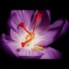 Oppure Rouge La Creme Regard
